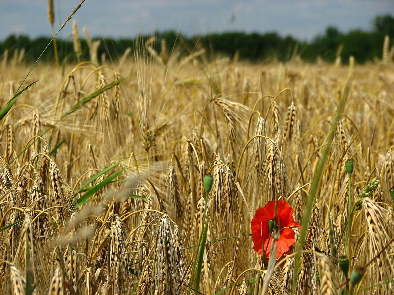 wheat-field-381502_1280