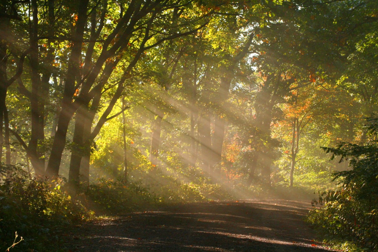 Sunshine-fog-trees-1_-_West_Virginia_-_ForestWander