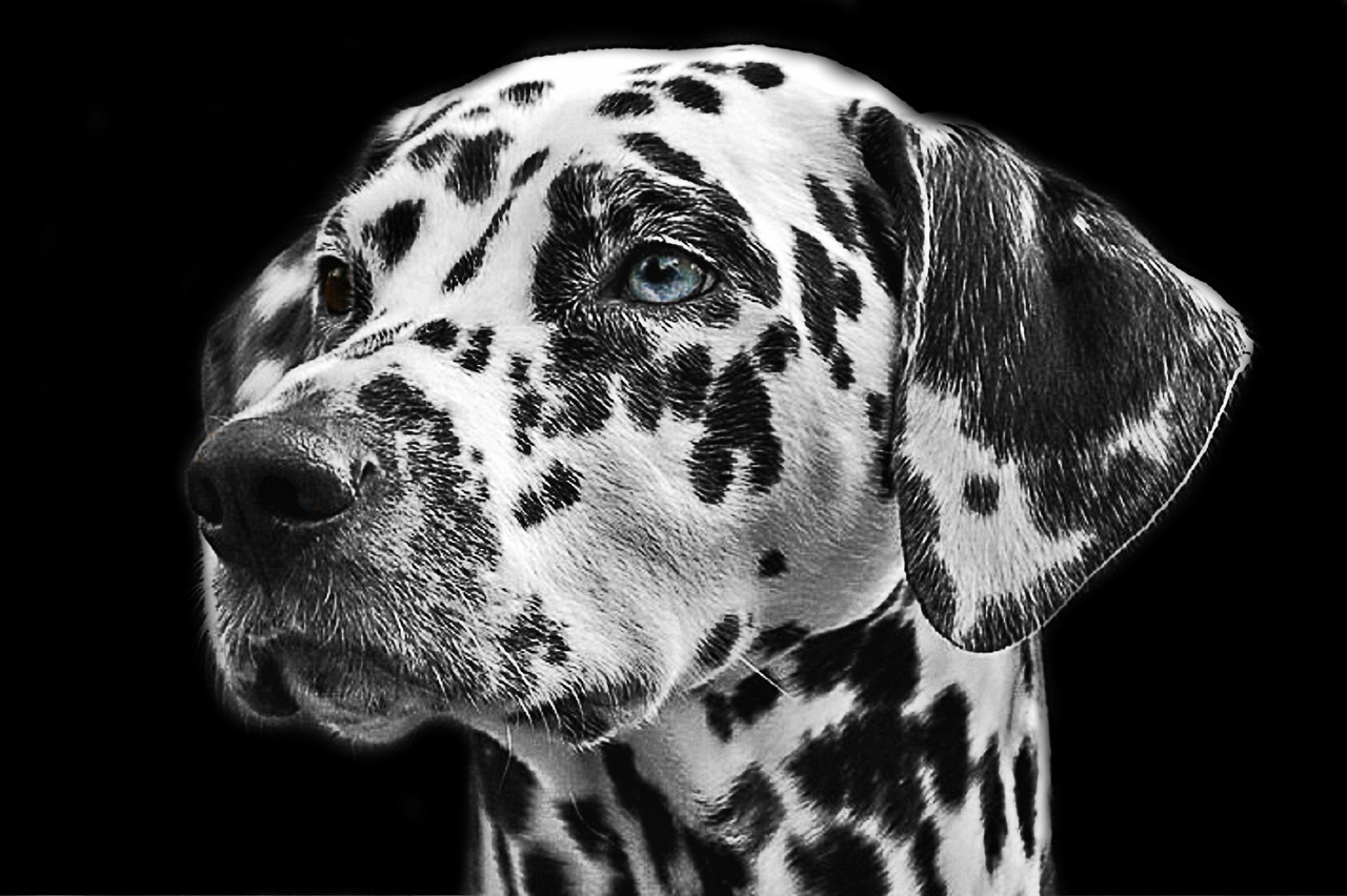dalmatians-dog-animal-head