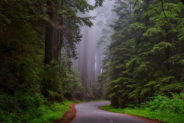 redwood-national-park-1587301_640