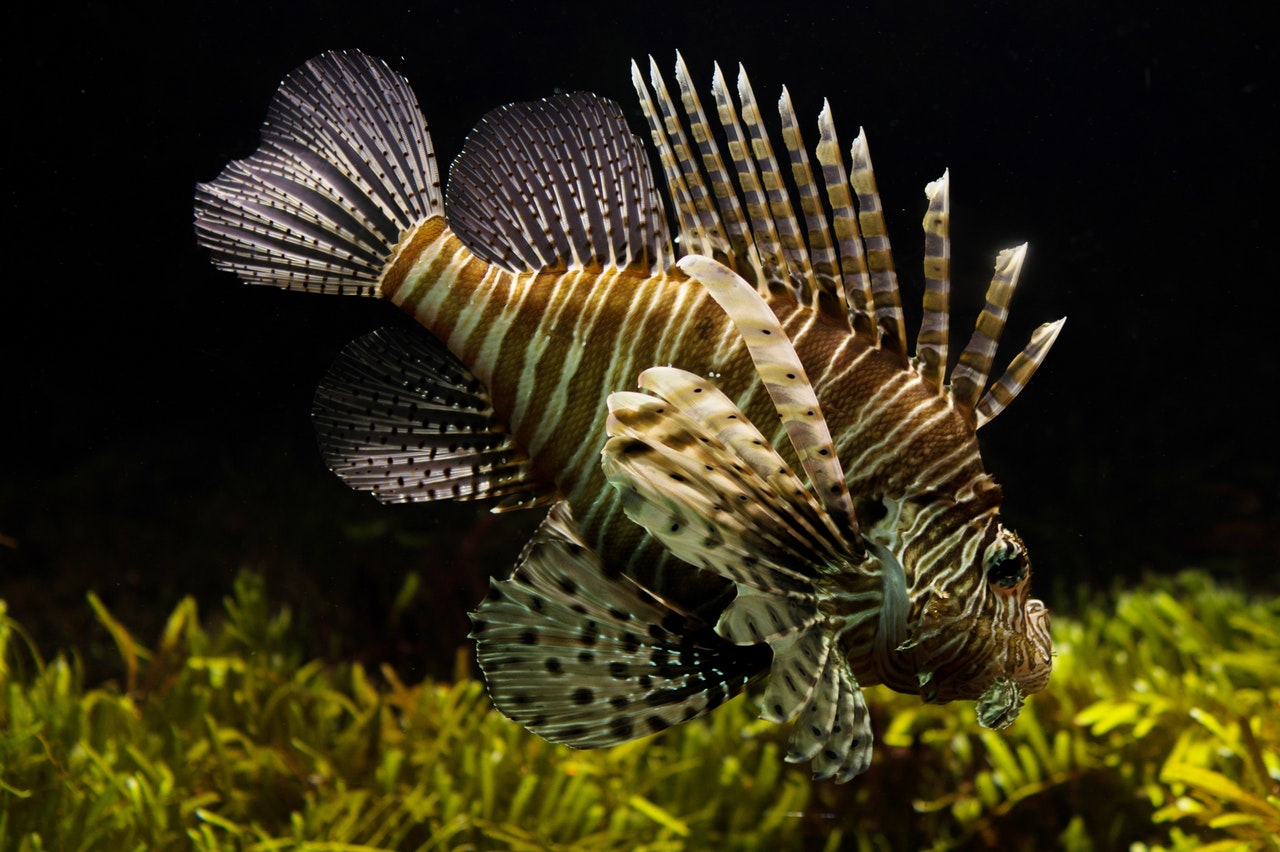 sea-nature-animals-fish